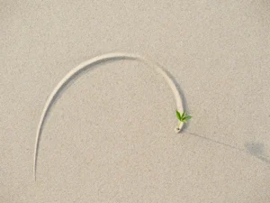 Neerwaartse curve in zand met klein groen plantje op het laagste punt, symboliseert herstel en groei, minimalistisch bovenaanzicht.