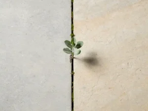 Groen zaailing die door gebarsten beton groeit, gefotografeerd van bovenaf op een warme grijze achtergrond.